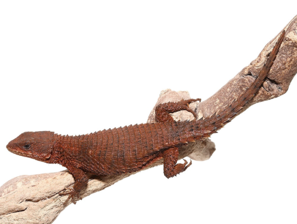 East African Armadillo Girdled Lizard For Sale