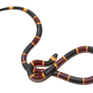 Eastern Coral Snake For Sale