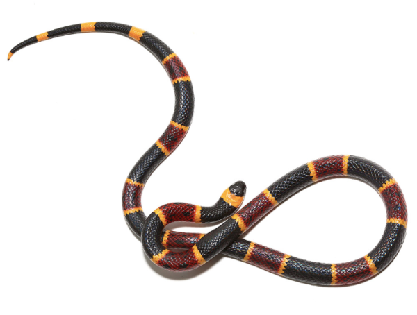 Eastern Coral Snake For Sale