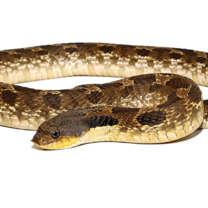 Eastern Hognose Snake for Sale