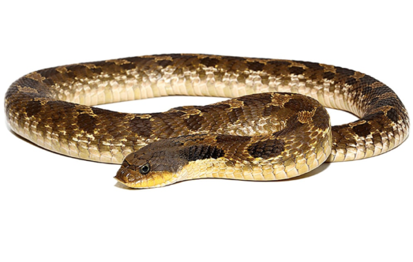 Eastern Hognose Snake for Sale