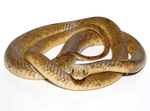 Egyptian Cobra For Sale