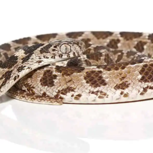 Egyptian Egg Eating Snake For Sale