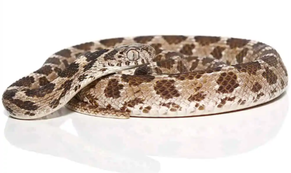 Egyptian Egg Eating Snake For Sale