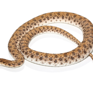 Egyptian False Cobra For Sale