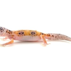 Enigma Leopard Gecko for Sale