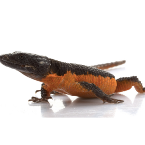 Flame Belly Girdle Tail Lizard for Sale