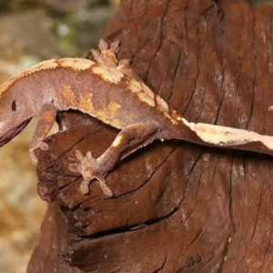 Flame Crested Gecko For Sale