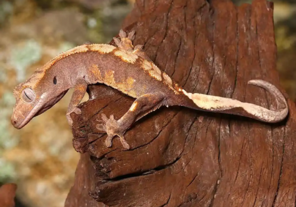 Flame Crested Gecko For Sale