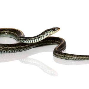 Florida Blue Garter Snake For Sale