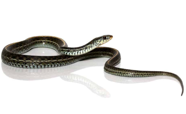 Florida Blue Garter Snake For Sale