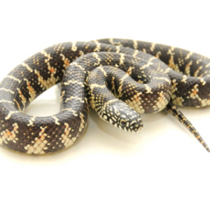 Florida King Snake for Sale