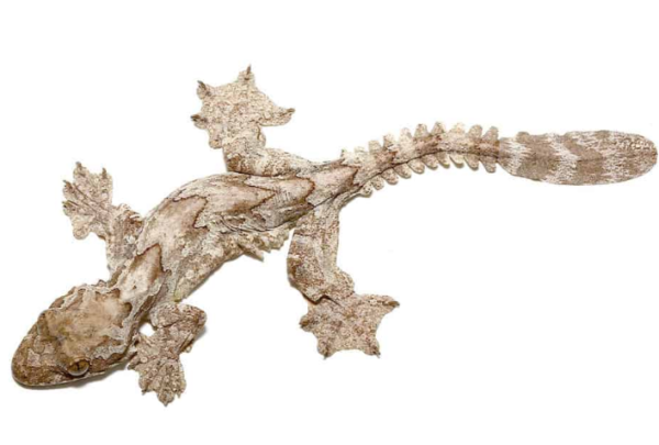Flying Gecko for Sale