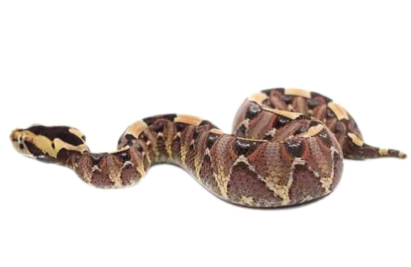 Gabino Vipers For Sale