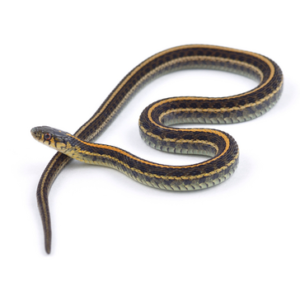 Garter Snake for Sale