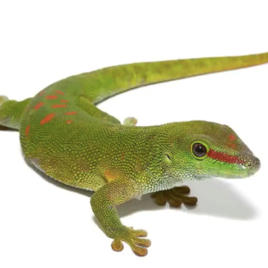 Giant Day Gecko for Sale