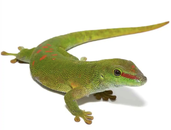 Giant Day Gecko for Sale