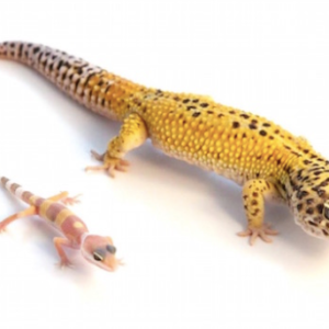 Giant Leopard Gecko for Sale