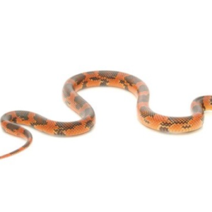 Goins Kingsnake For Sale