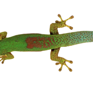 Gold Dust Day Gecko For Sale