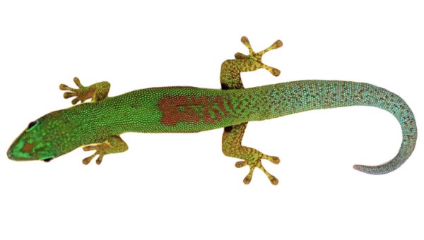 Gold Dust Day Gecko For Sale