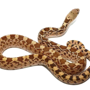 Gopher Snake For Sale