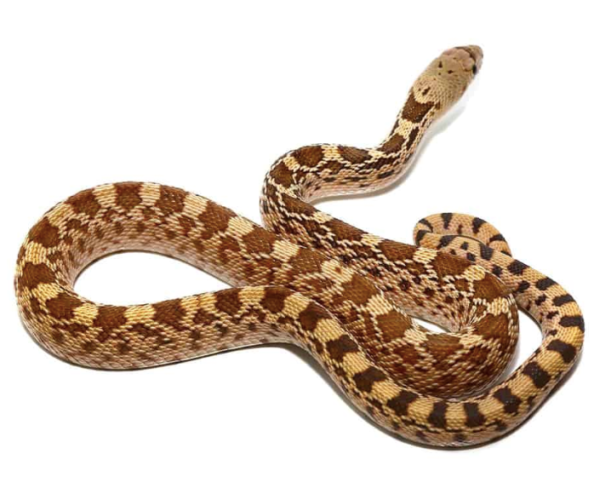 Gopher Snake For Sale