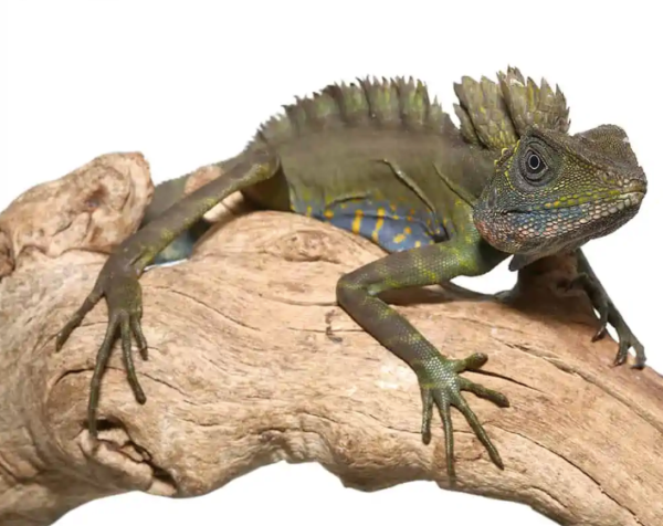 Great Anglehead Lizard For Sale