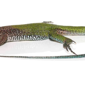 Green Ameiva for Sale