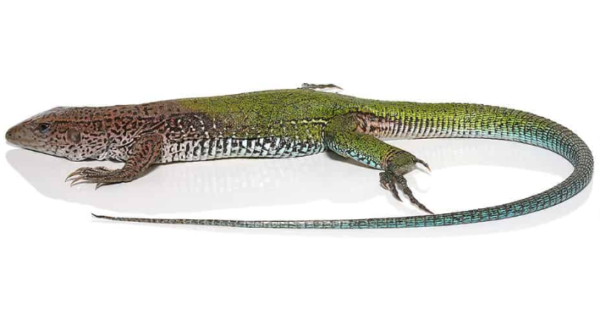Green Ameiva for Sale