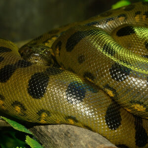 Green Anaconda for Sale