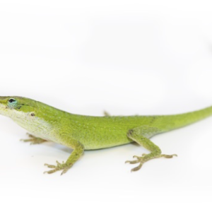 Anoles For Sale
