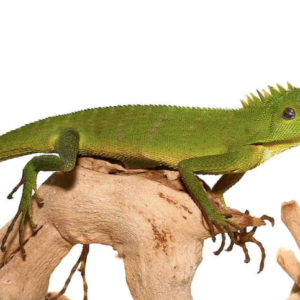 Green Crested Lizard For Sale