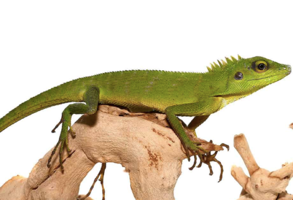 Green Crested Lizard For Sale