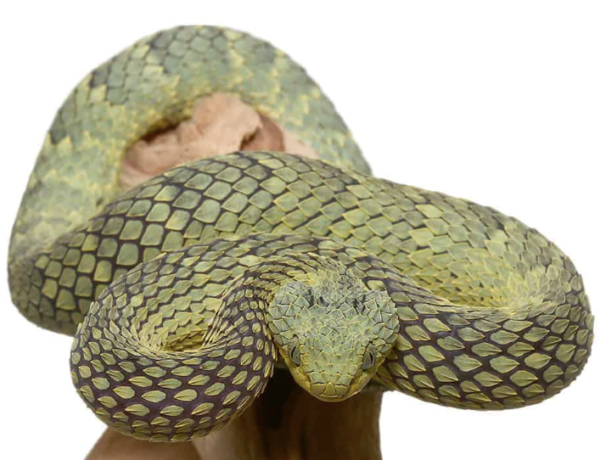 Green Squamigera Bush Viper For Sale