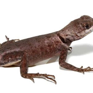 Guyana Collared Lizard For Sale