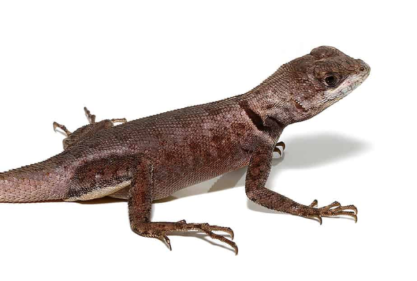 Guyana Collared Lizard For Sale