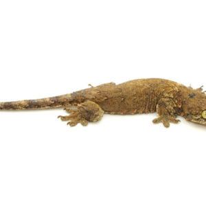 Halmahera Gecko for Sale