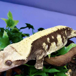 Harlequin Crested Gecko For Sale