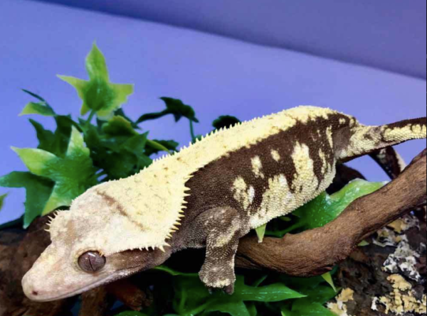 Harlequin Crested Gecko For Sale