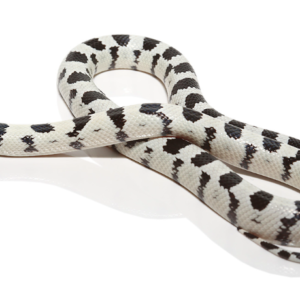 High White California King Snake for Sale