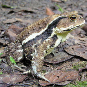 Japanese Toad For Sale