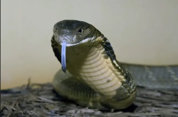 King Cobra For Sale