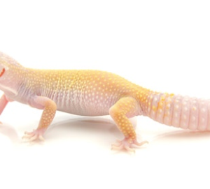 Leucistic Leopard Gecko for Sale