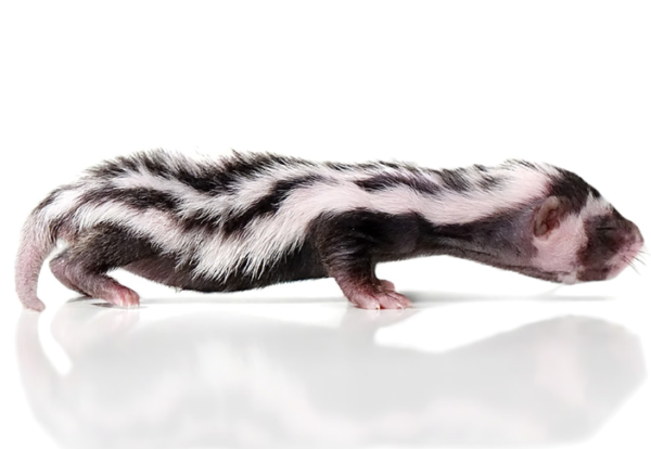 Libyan Striped Weasel For Sale