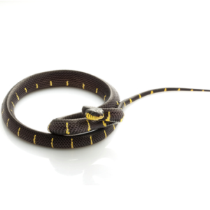 Mangrove Snake for Sale