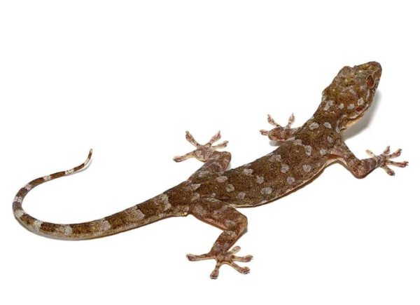 Marbled Gecko for Sale