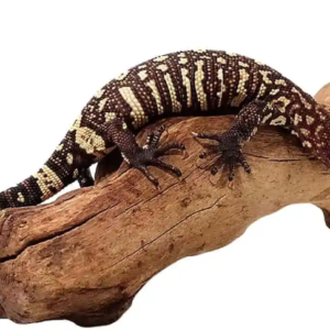 Mexican Beaded Lizard For Sale