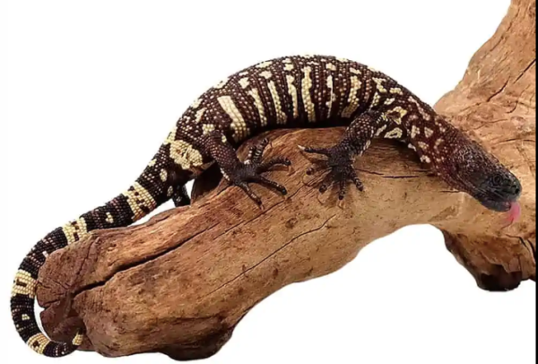 Mexican Beaded Lizard For Sale