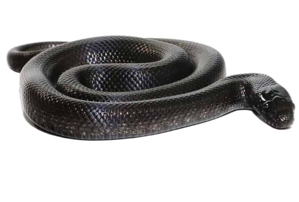 Mexican Black Kingsnake For Sale